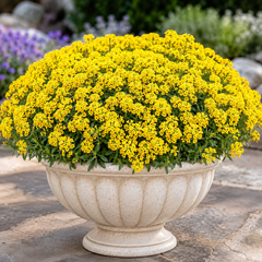 Yellow Alyssum flowers in full bloom forming a compact bright-yellow flowering carpet – winter flower seeds for pots, borders and rock gardens in Pakistan
