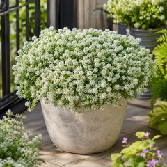 Full White Alyssum plant covered with small white flowers in a garden planter