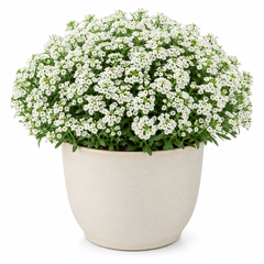 White Alyssum flowering plant displayed on a clean white background