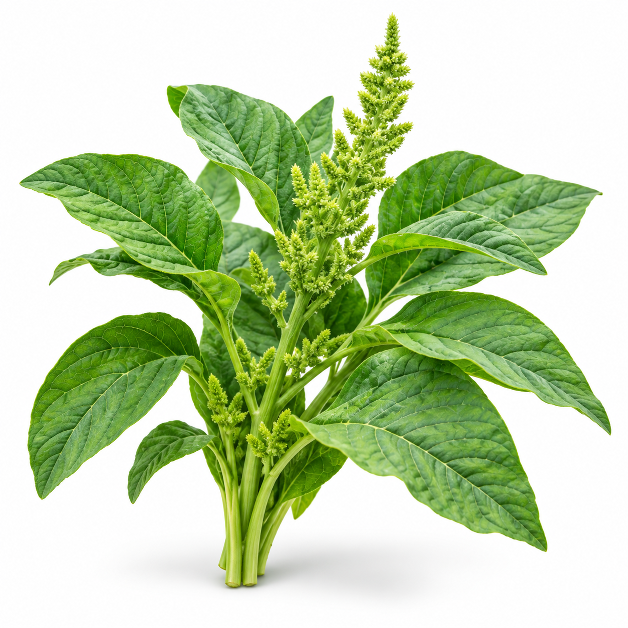 Healthy Amaranthus Green plants with tender fresh green leaves – fast-growing summer leafy vegetable seeds for home gardening in Pakistan