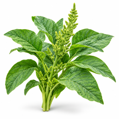 Healthy Amaranthus Green plants with tender fresh green leaves – fast-growing summer leafy vegetable seeds for home gardening in Pakistan