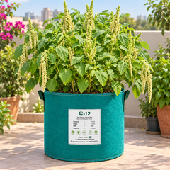 Healthy Amaranthus Green plants with tender fresh green leaves – fast-growing summer leafy vegetable seeds for home gardening in Pakistan