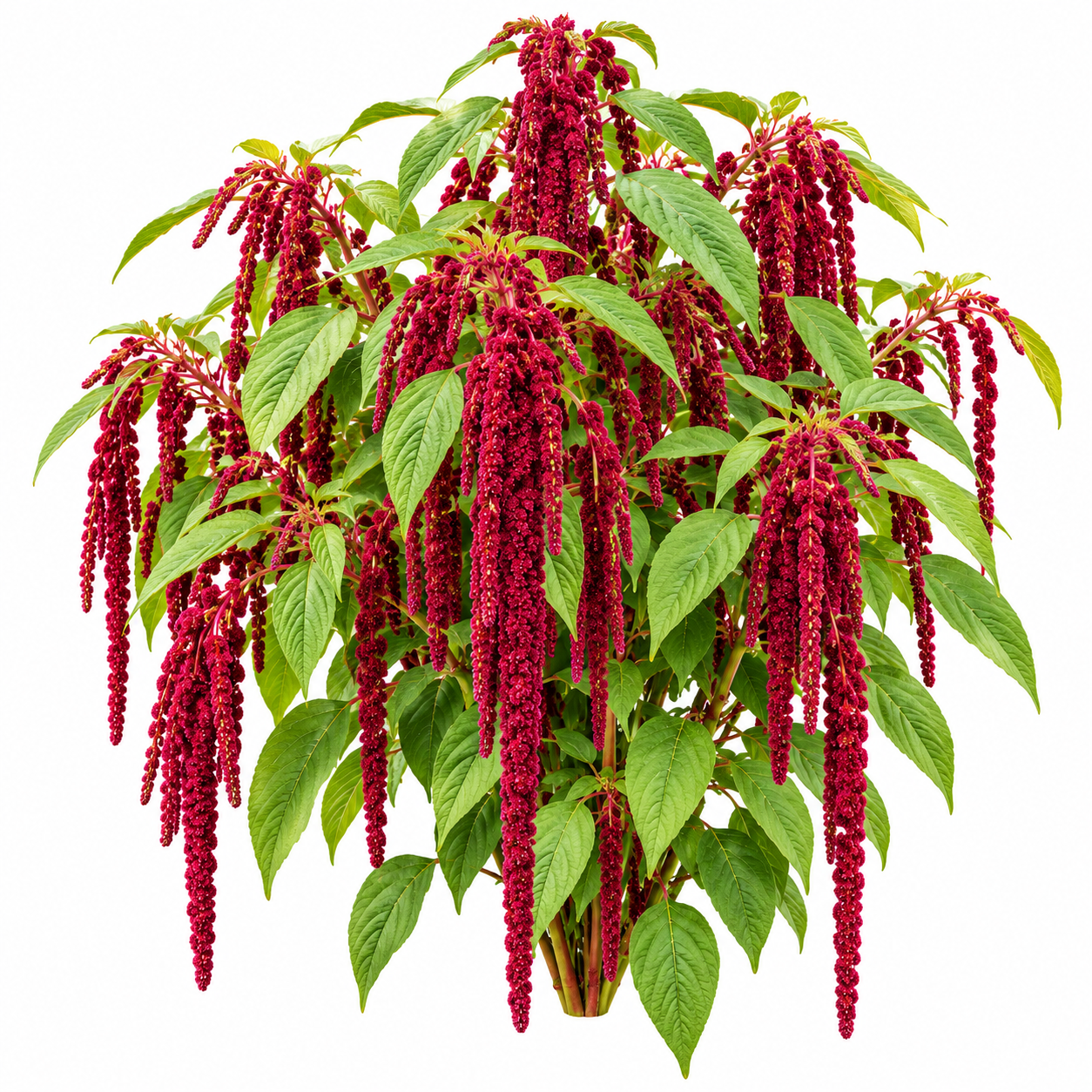 Amaranthus caudatus Red Love-Lies-Bleeding with long cascading deep-red flower tassels – summer flower seeds for beds pots and grow bags in Pakistan