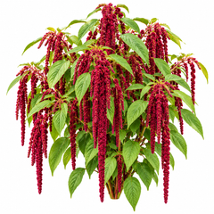 Amaranthus caudatus Red Love-Lies-Bleeding with long cascading deep-red flower tassels – summer flower seeds for beds pots and grow bags in Pakistan