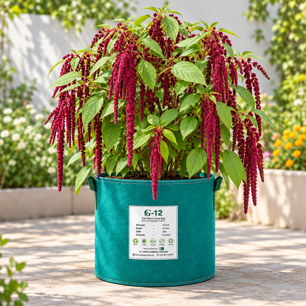 Amaranthus caudatus Red Love-Lies-Bleeding with long cascading deep-red flower tassels – summer flower seeds for beds pots and grow bags in Pakistan