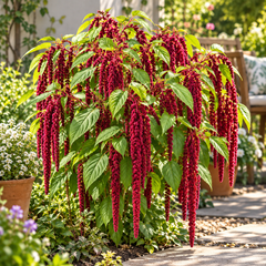 Amaranthus caudatus Red Love-Lies-Bleeding with long cascading deep-red flower tassels – summer flower seeds for beds pots and grow bags in Pakistan