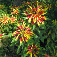Amaranthus Tricolor Seeds(Summer)