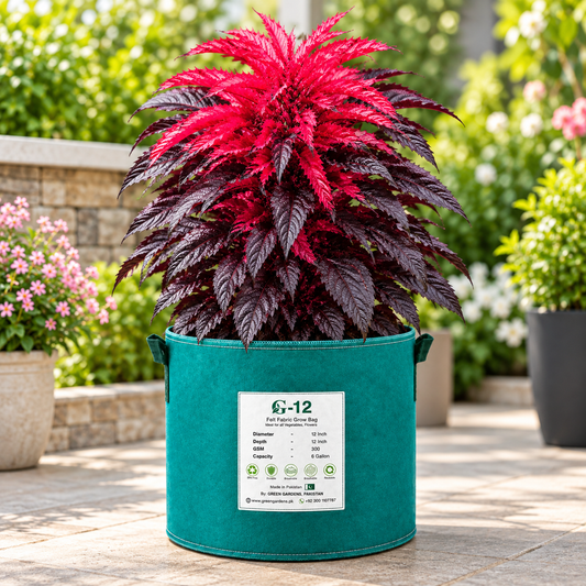 Amaranthus bicolor Molten Fire with brilliant crimson-red upper foliage and deep green lower leaves – ornamental summer seeds for pots grow bags and garden beds in Pakistan
