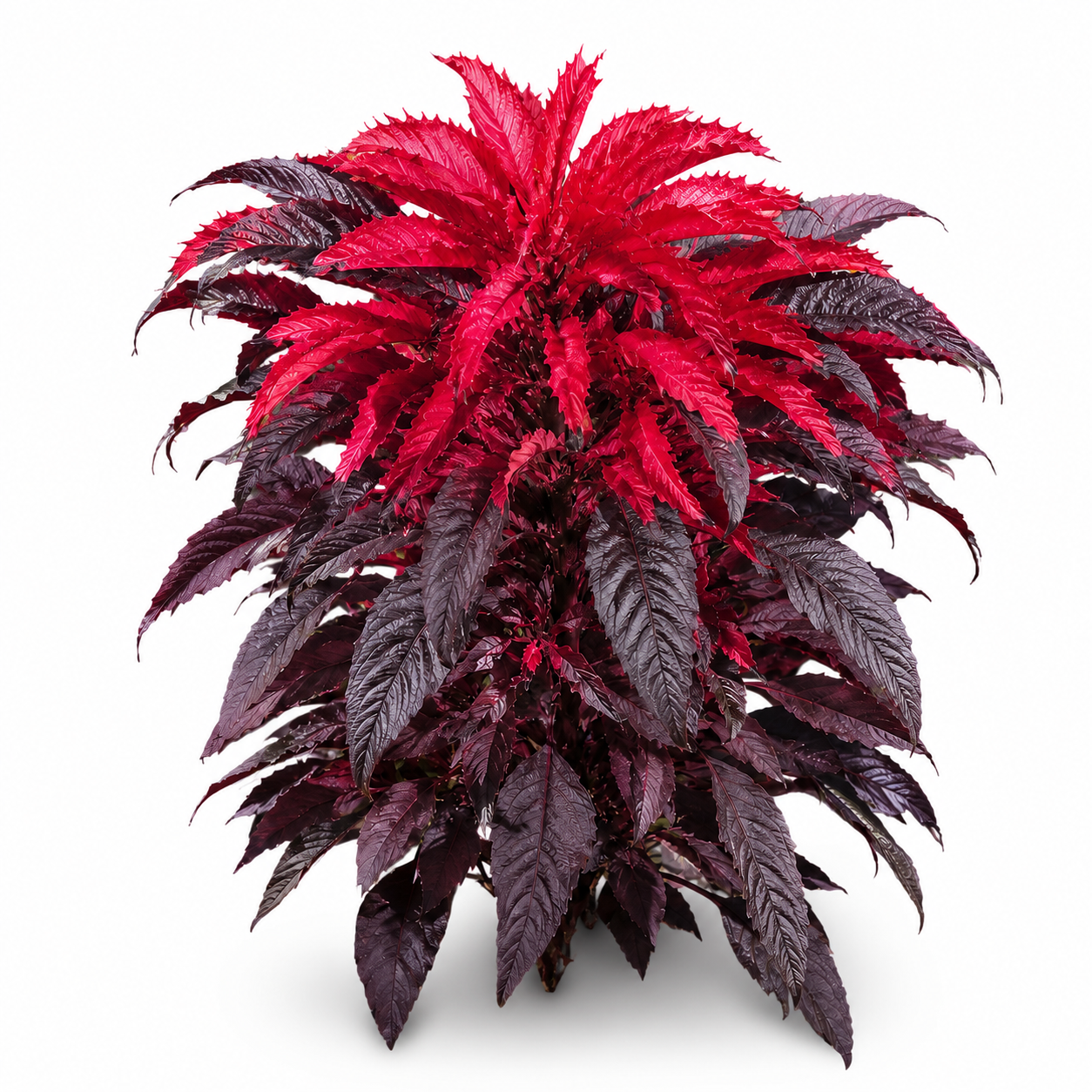 Amaranthus bicolor ‘Molten Fire’ Seeds (SUMMER)