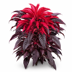 Amaranthus bicolor ‘Molten Fire’ Seeds (SUMMER)