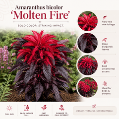 Amaranthus bicolor ‘Molten Fire’ Seeds (SUMMER)