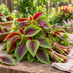 Red and Green Amaranthus with colourful ornamental foliage – summer seeds for pots grow bags borders and garden beds in Pakistan