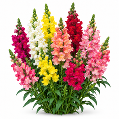 Antirrhinum Rainbow Mix with tall colourful Snapdragon flower spikes in pink red yellow white orange and mixed shades – winter flower seeds in Pakistan