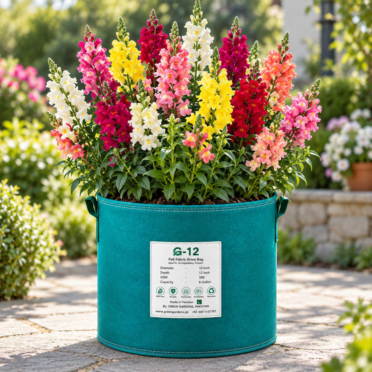 Antirrhinum Rainbow Mix with tall colourful Snapdragon flower spikes in pink red yellow white orange and mixed shades – winter flower seeds in Pakistan