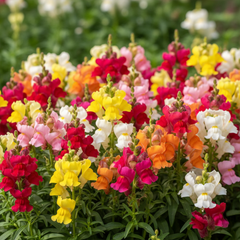 Antirrhinum Seeds - Rainbow Mix (WINTER)