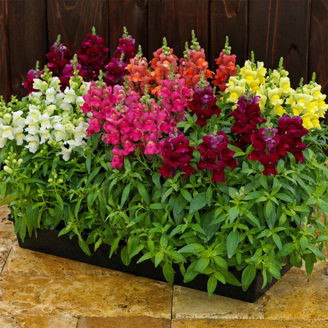 Antirrhinum majus nanum Rainbow GREEN GARDENS