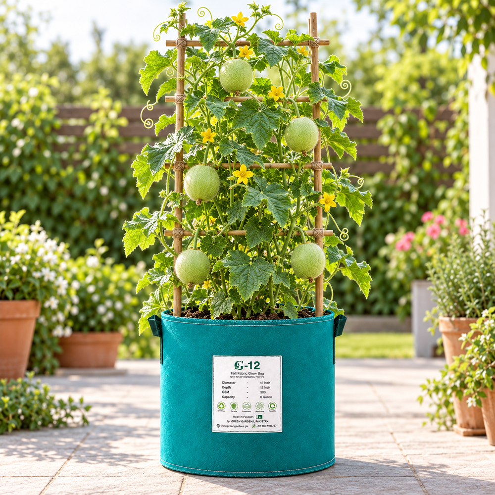 Round light-green F1 hybrid Tinda fruits growing on a healthy plant – Apple Gourd seeds for home and kitchen gardening in Pakistan