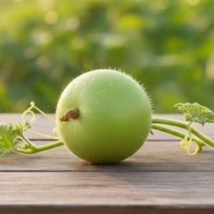 Round light-green F1 hybrid Tinda fruits growing on a healthy plant – Apple Gourd seeds for home and kitchen gardening in Pakistan