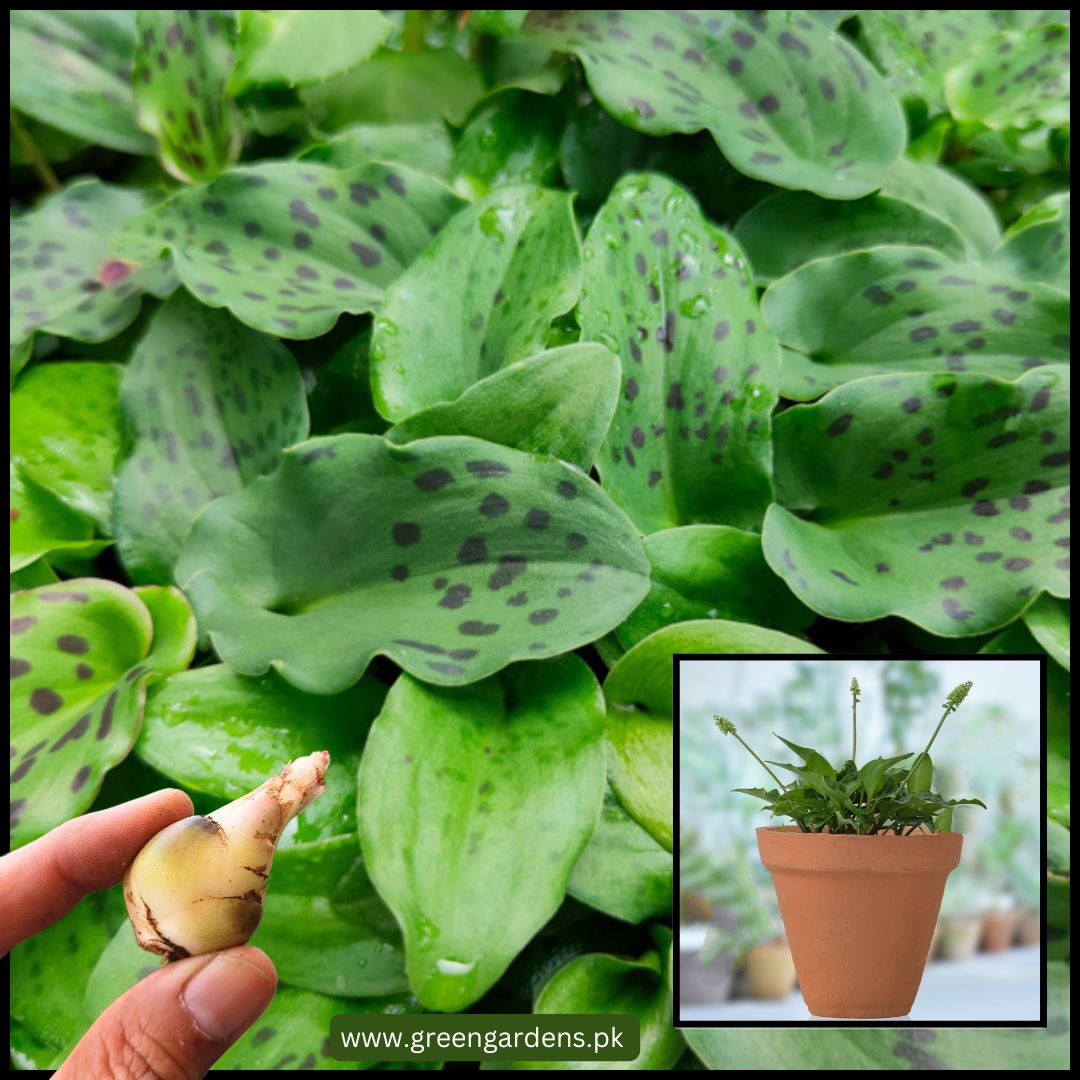 African Hosta Bulbs (Pack of 5)