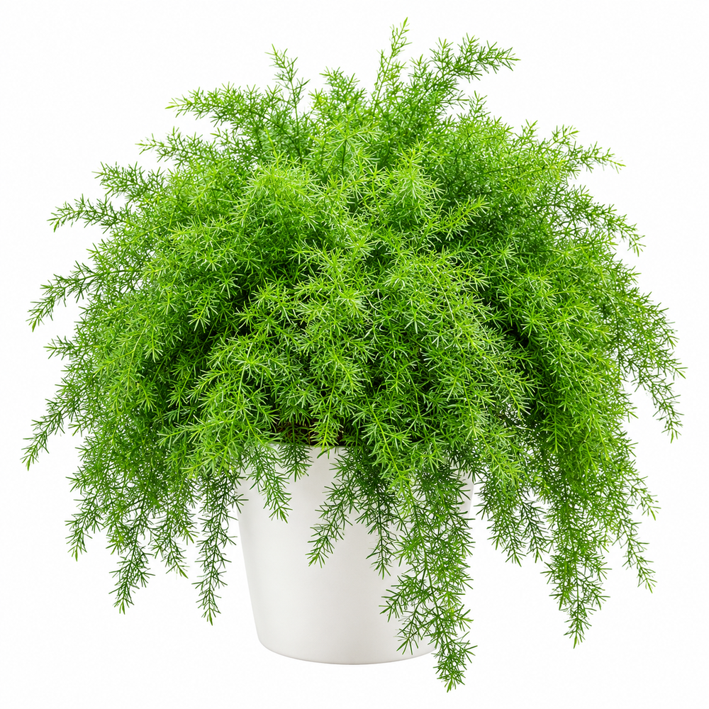 Asparagus Fern with lush delicate feathery green foliage – ornamental perennial foliage plant grown from seeds in pots and hanging baskets in Pakistan