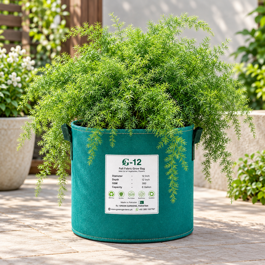 Asparagus Fern with lush delicate feathery green foliage – ornamental perennial foliage plant grown from seeds in pots and hanging baskets in Pakistan