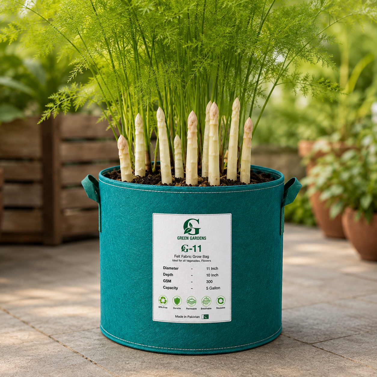 White asparagus spears emerging from soil with fern-like foliage – perennial asparagus seeds for home gardening in Pakistan