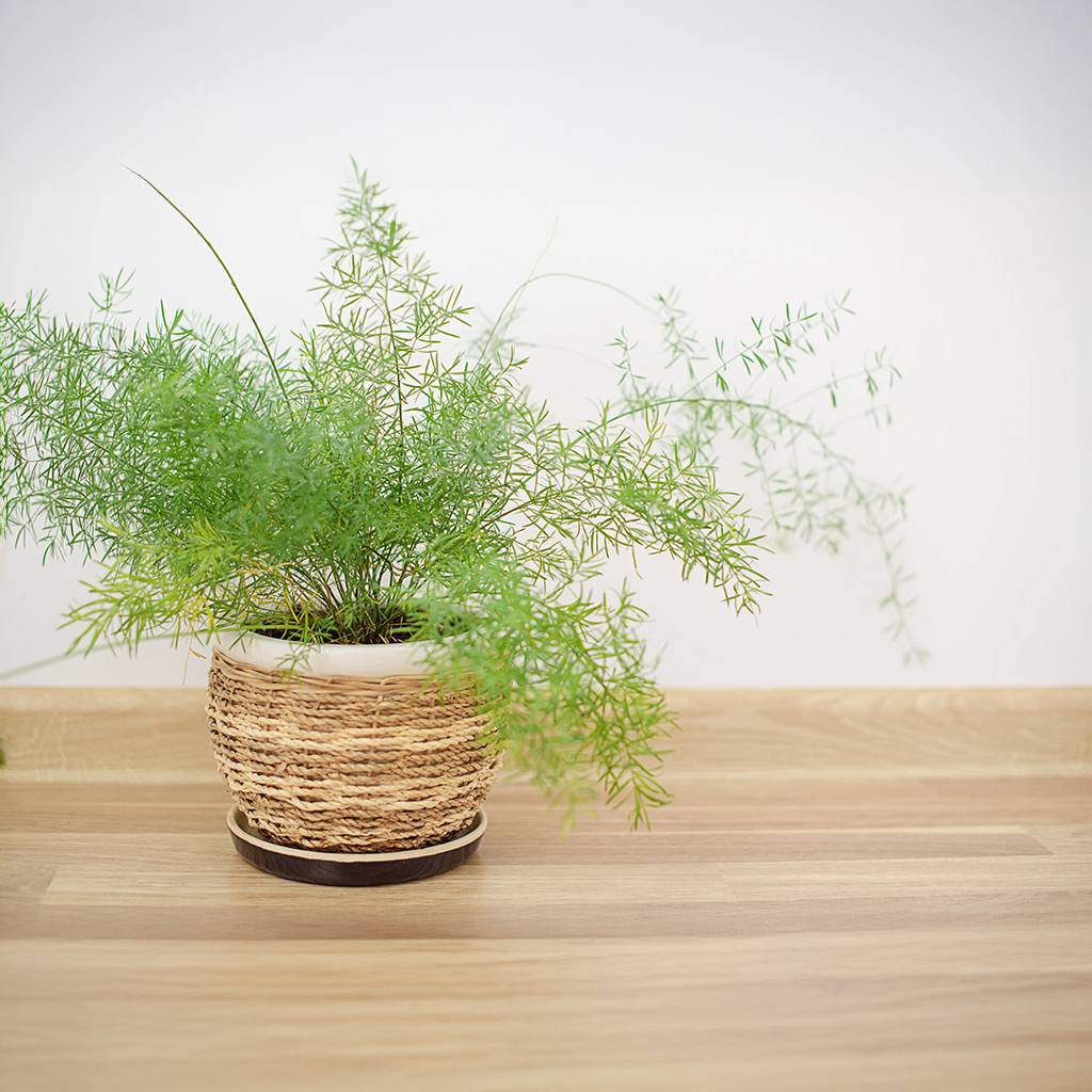 Asparagus Fern Seeds  (WINTER/ SUMMER)