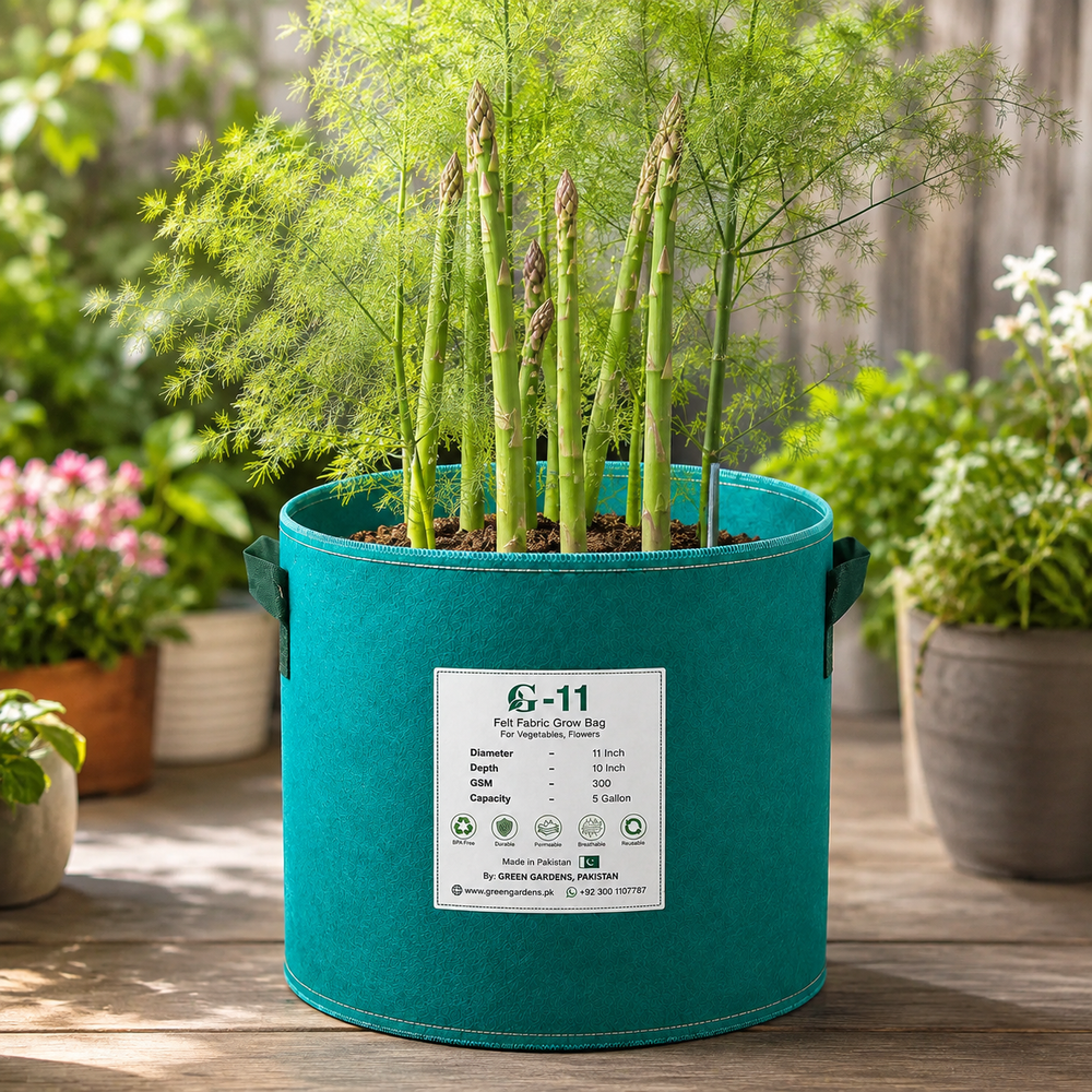 Green asparagus plant with fresh tender edible spears and fern-like foliage – asparagus seeds for home gardening in Pakistan