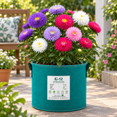 Aster Chinensis Princess Mix Callistephus chinensis with double pink purple and white flowers – winter flower seeds for beds borders grow bags and cut flowers in Pakistan
