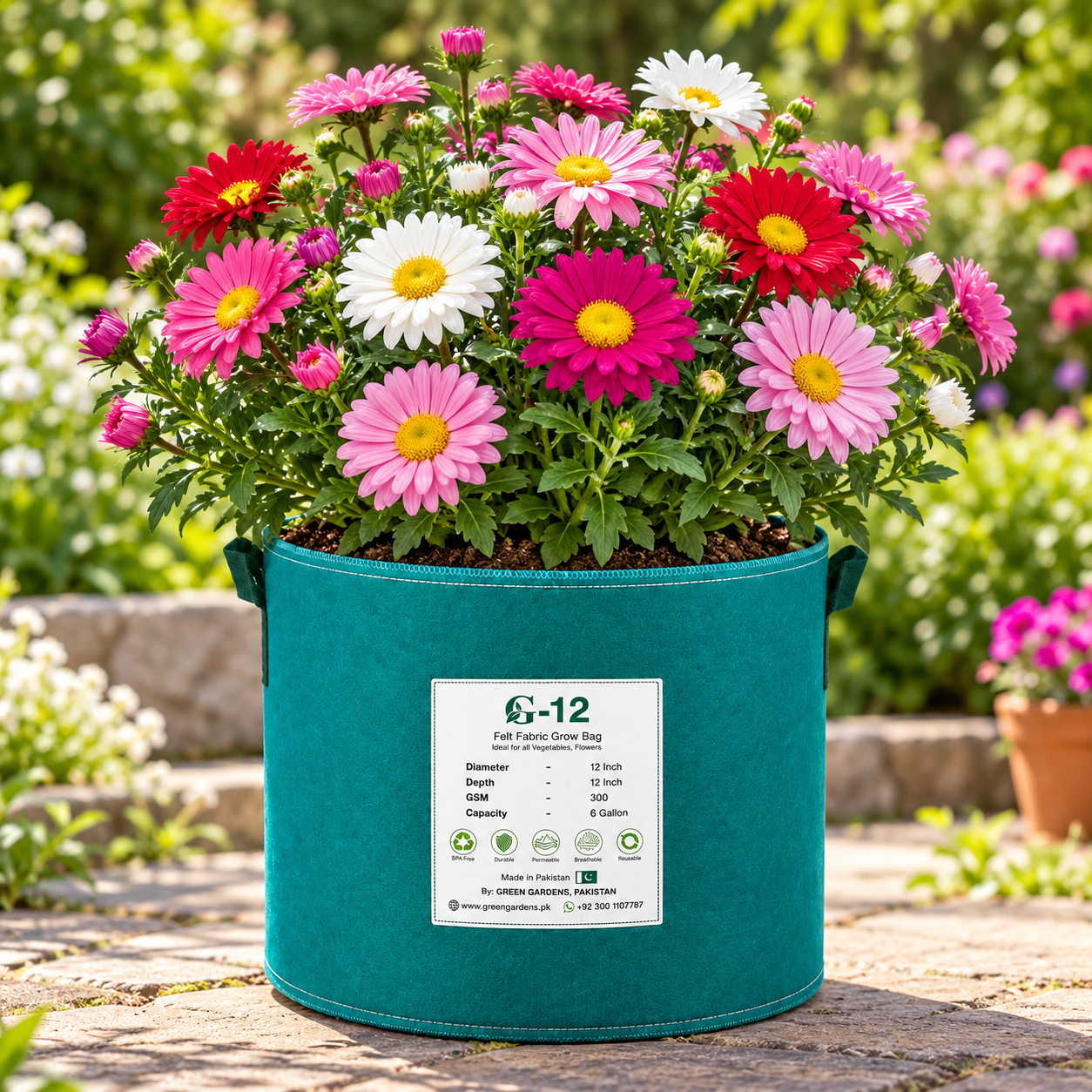 Aster Chinensis Single Rainbow Mix with colourful single daisy-like flowers – winter flower seeds for beds pots borders and grow bags in Pakistan