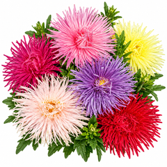 Aster Needle Unicum Mix Callistephus chinensis with colourful spider-like flowers and long needle-shaped petals – winter flower seeds for beds borders pots and grow bags in Pakistan