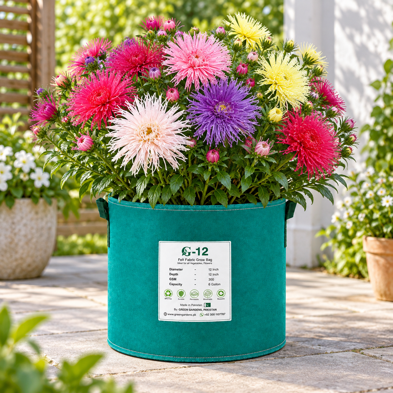 Aster Needle Unicum Mix Callistephus chinensis with colourful spider-like flowers and long needle-shaped petals – winter flower seeds for beds borders pots and grow bags in Pakistan
