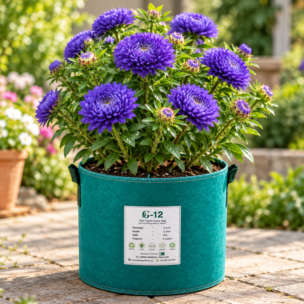 Aster Peony Blue Callistephus chinensis with large double blue peony-style flowers – winter flower seeds for beds pots and grow bags in Pakistan