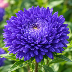 Aster Peony Blue Callistephus chinensis with large double blue peony-style flowers – winter flower seeds for beds pots and grow bags in Pakistan