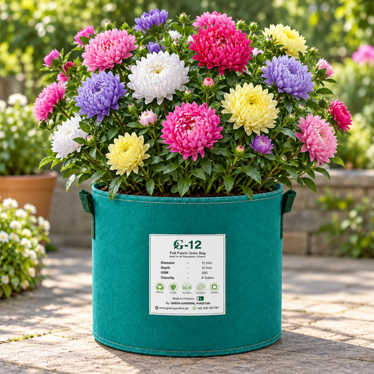 Aster Peony Mix Callistephus chinensis with large double mixed-colour peony-style flowers – winter flower seeds for beds pots and grow bags in Pakistan