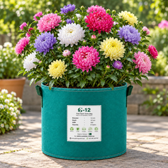Aster Peony Mix Callistephus chinensis with large double mixed-colour peony-style flowers – winter flower seeds for beds pots and grow bags in Pakistan