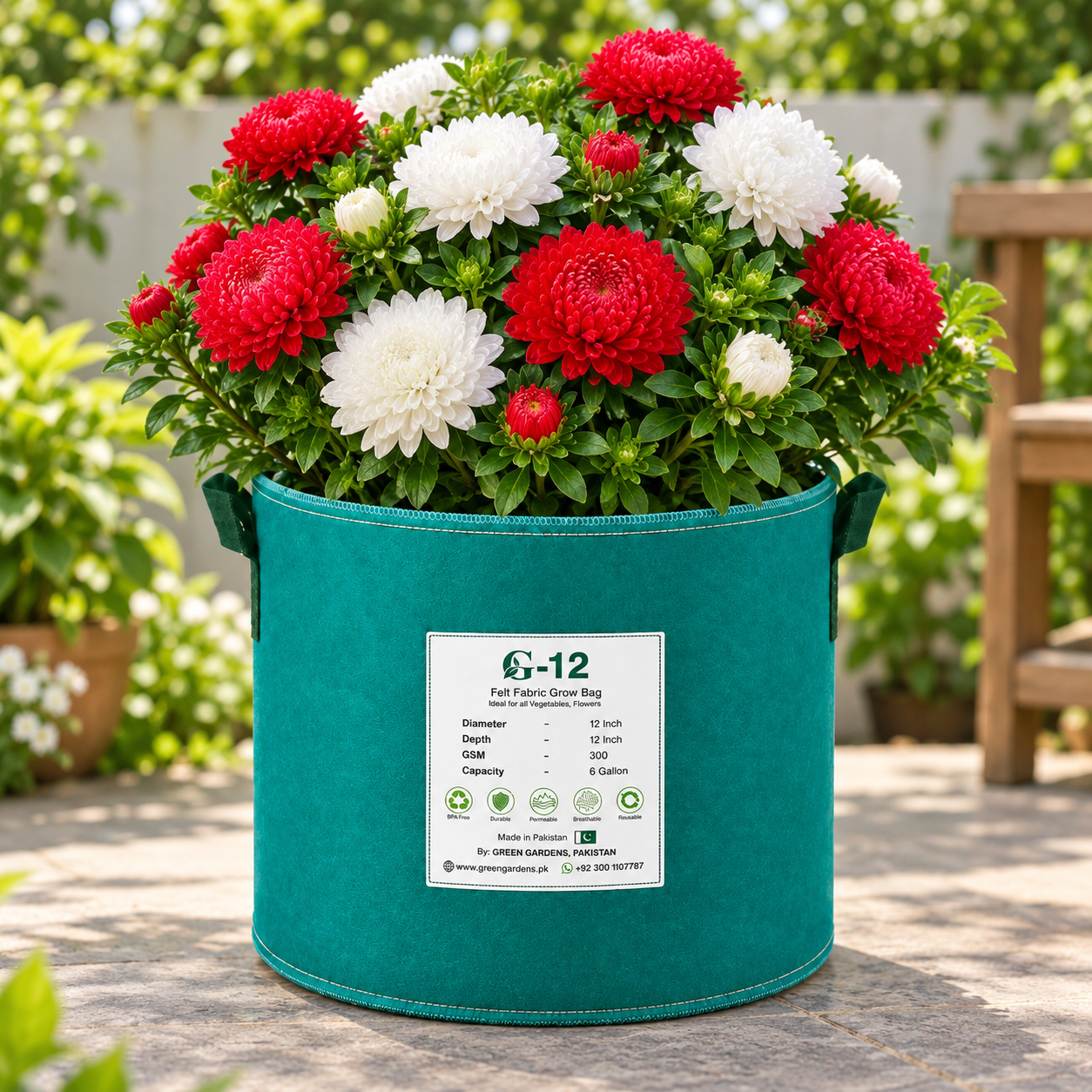 Aster Peony Red and White Callistephus chinensis with large double peony-like blooms – winter flower seeds for beds borders pots and grow bags in Pakistan