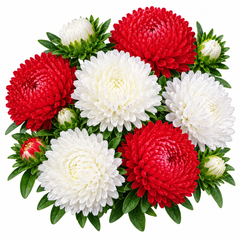 Aster Peony Red and White Callistephus chinensis with large double peony-like blooms – winter flower seeds for beds borders pots and grow bags in Pakistan