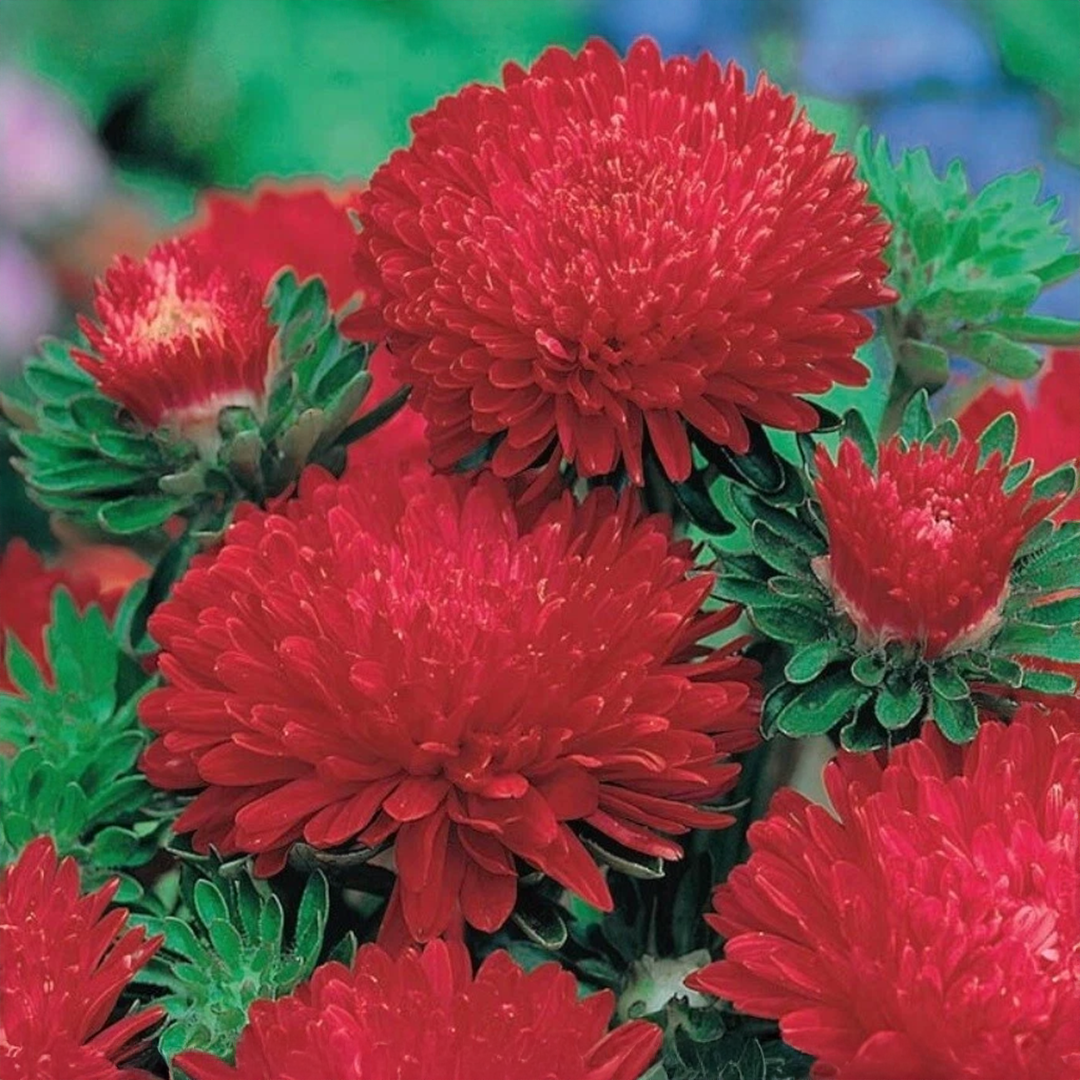 AsterPeonyRedandWhite_WINTER_1