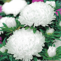 AsterPeonyRedandwhite