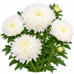 Aster Peony White Callistephus chinensis with large double white peony-style flowers – winter flower seeds for beds pots and grow bags in Pakistan