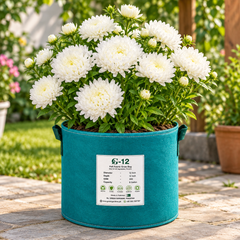 Aster Peony White Callistephus chinensis with large double white peony-style flowers – winter flower seeds for beds pots and grow bags in Pakistan