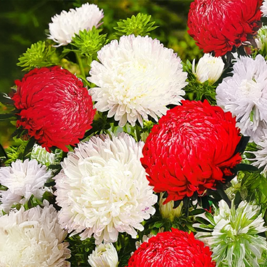 Aster Peony Red and White GREEN GARDENS