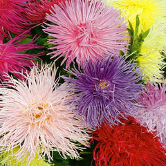 Aster Needle Unicum Seeds - Mix (WINTER)