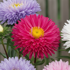 Aster_chinensis_Princess_00