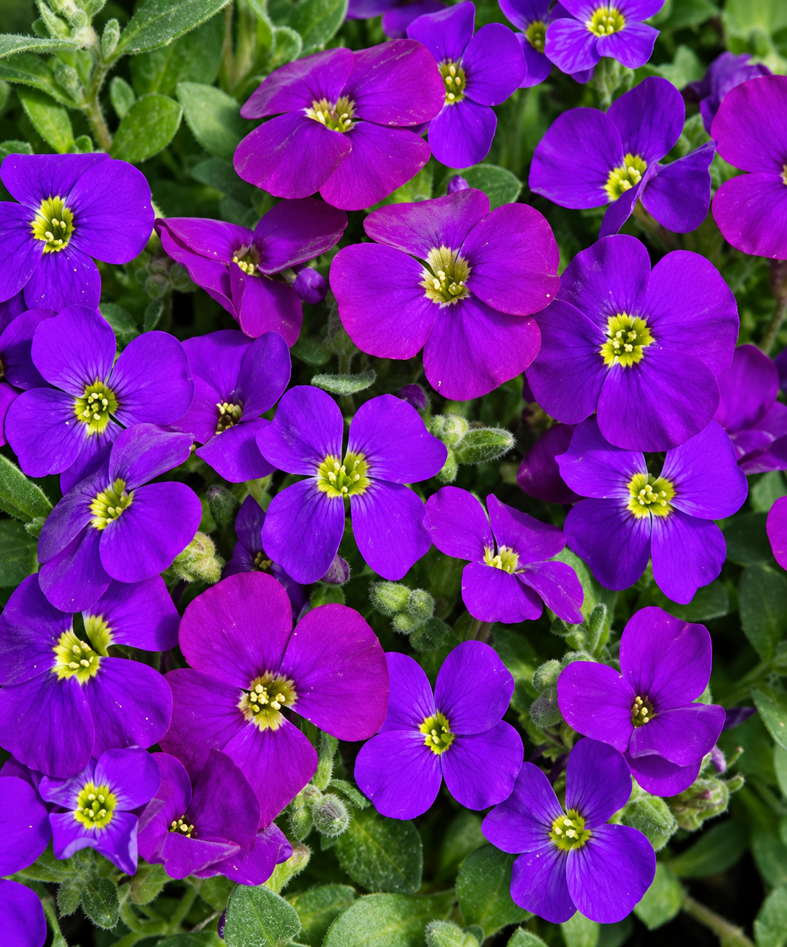 Aubrieta Nana Compacta with dense low-growing purple violet flowers cascading over rocks and edges – winter flower seeds for pots borders and grow bags in Pakistan