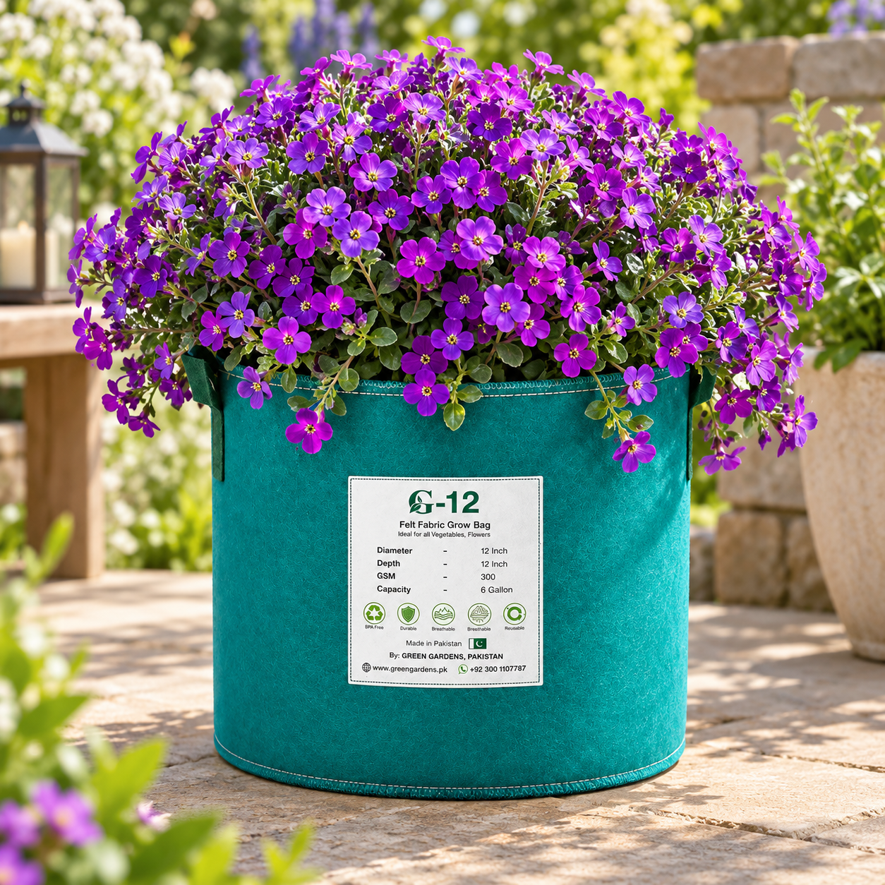 Aubrieta Nana Compacta with dense low-growing purple violet flowers cascading over rocks and edges – winter flower seeds for pots borders and grow bags in Pakistan