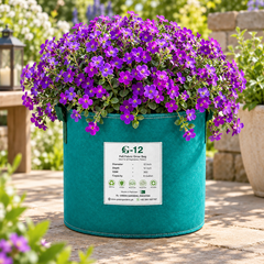 Aubrieta Nana Compacta with dense low-growing purple violet flowers cascading over rocks and edges – winter flower seeds for pots borders and grow bags in Pakistan