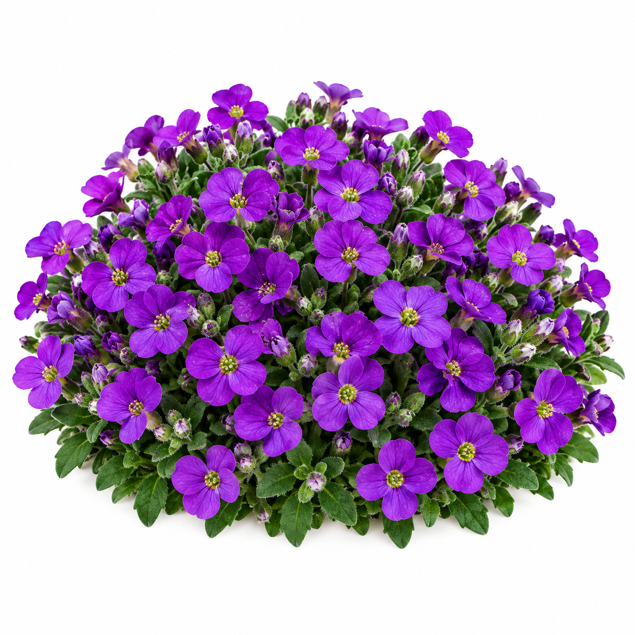 Aubrieta Nana Compacta with dense low-growing purple violet flowers cascading over rocks and edges – winter flower seeds for pots borders and grow bags in Pakistan