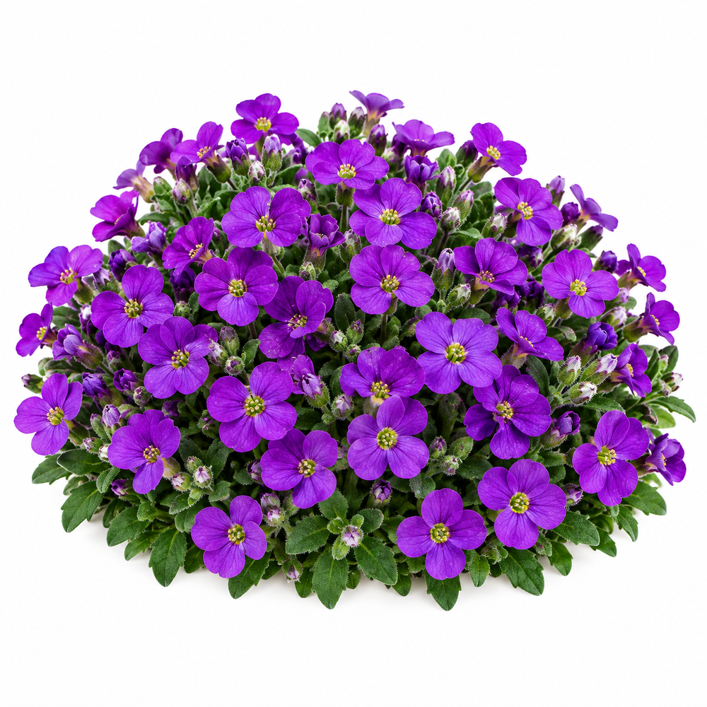 Aubrieta Nana Compacta with dense low-growing purple violet flowers cascading over rocks and edges – winter flower seeds for pots borders and grow bags in Pakistan